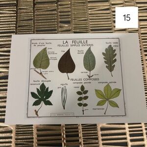 🌿 French Language Single Postcard Art Print - Vintage Botany - Leaf 15